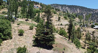 Sedir ağacına 'masal diyarı' evi yaptılar