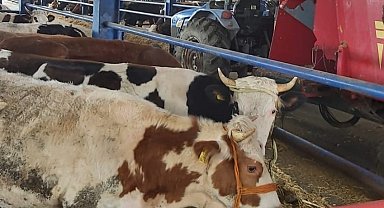 Selendi'nin 8 mahallesinde şap alarmı