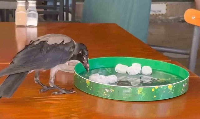 Sıcağa dayanamayan karga çarşı çarşı dolaşıp su içti, karnını doyurdu