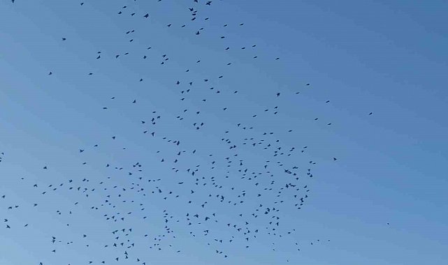 Sığırcık kuşlarının gökyüzündeki dansı mest etti