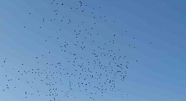 Sığırcık kuşlarının gökyüzündeki dansı mest etti