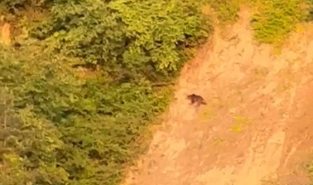 Sinop'ta ayı görüntülendi