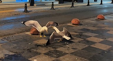 Sinop'ta martıların kavga anı kamerada