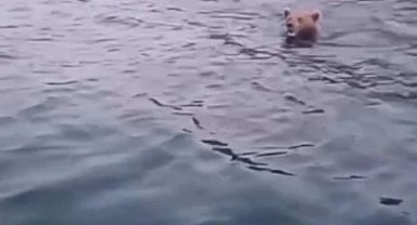 Sinop'ta yüzen ayı kameralara yansıdı