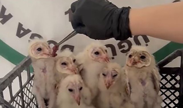 Şırnak'ta 6 peçeli baykuş kurtarıldı