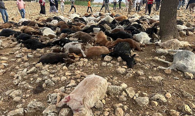 Şırnak'ta yıldırım isabet eden 95 küçükbaş hayvan telef oldu