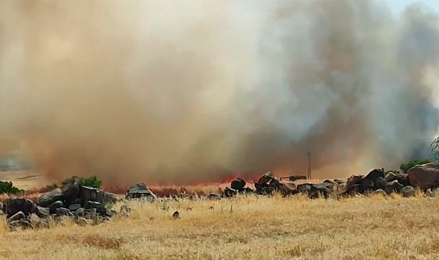 Siverek'te 50 dönümlük buğday ekili arazi yandı