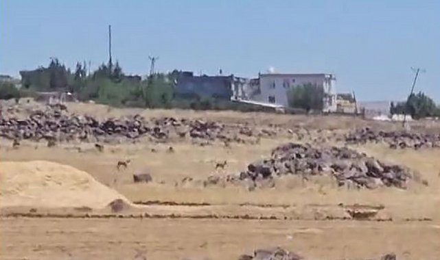 Siverek'te nesli tükenme tehlikesi altındaki ceylanlar görüntülendi