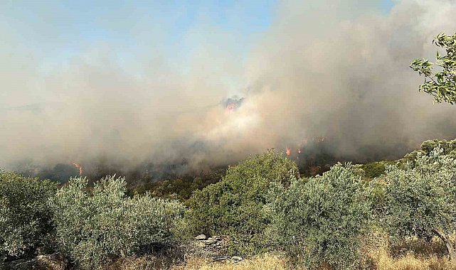 Söke'de zirai alan yangını