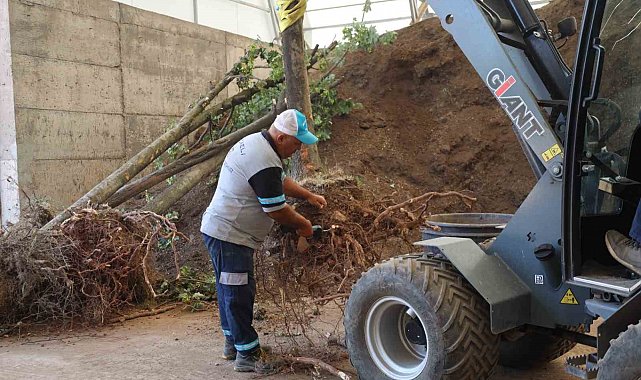 Sökülen ağaçlar korunuyor