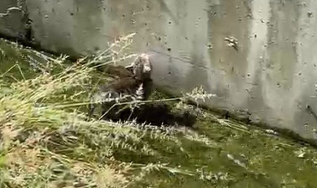 Su kanalda mahsur kalan yavru kedinin yardımına polis yetişti