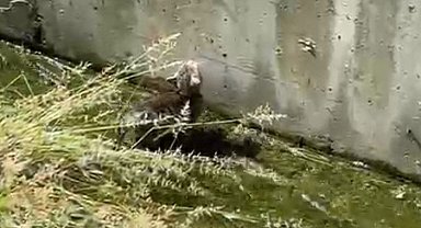 Su kanalda mahsur kalan yavru kedinin yardımına polis yetişti