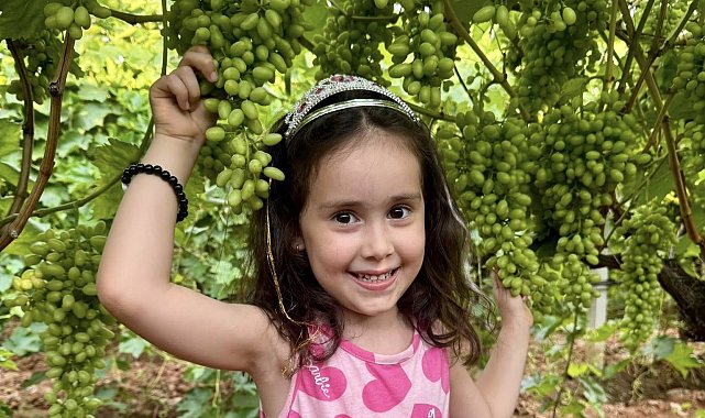 Sultaniye Üzümü çiftçinin baş tacı