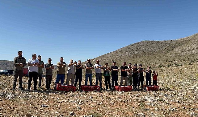 Süne böceğiyle mücadele için Arayıt Dağı'na 500 keklik salındı