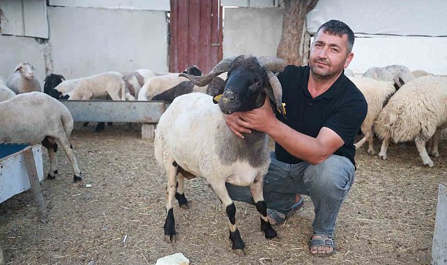 Sürüdeki 200 hayvan arasından 3 boynuzuyla ön plana çıkan 'ahırın süsü' ilgi odağı oldu
