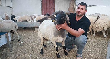 Sürüdeki 200 hayvan arasından 3 boynuzuyla ön plana çıkan 'ahırın süsü' ilgi odağı oldu