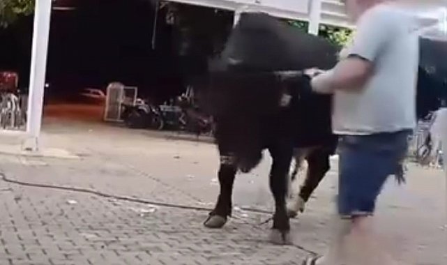 Tanıtımı yapılan boğaya para atarken boynuz darbesiyle yaralandı