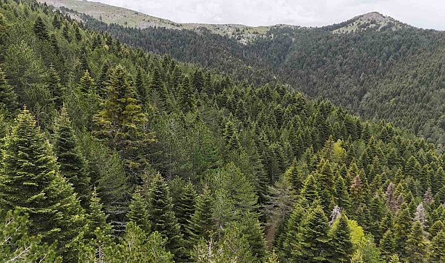 Tarihe yön veren ağaç: Kazdağı Göknarı