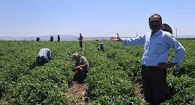 Tarım işçileri kavurucu sıcakta 800 TL yevmiyeyle zorlu mesaiyi sürdürüyor
