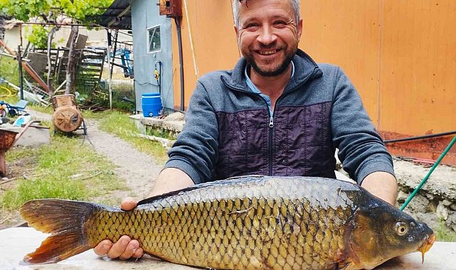 Tarlada 7 kiloluk sazan yakaladı