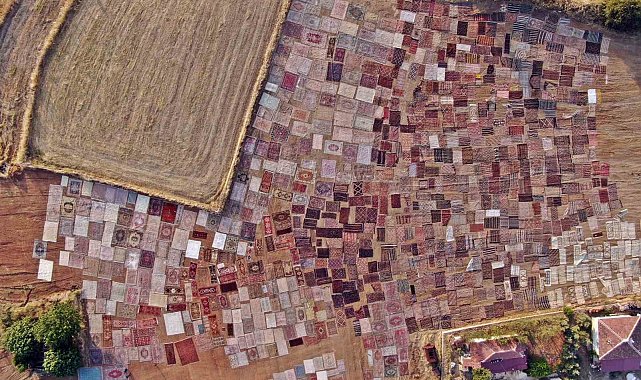 Tarlalarda milyonluk halı nöbeti başladı