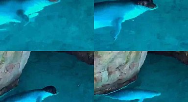 Tatilciler, mağarada Akdeniz fokuyla karşılaştı