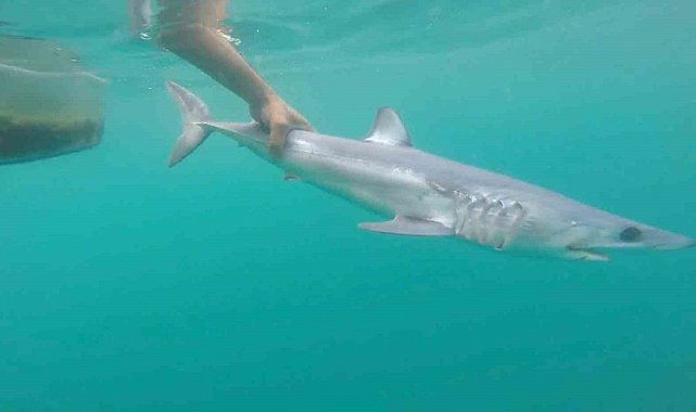 Tatilcileri rahatlatan açıklama: "Türkiye'deki denizler, köpek balığı riski açısından çok güvenli"