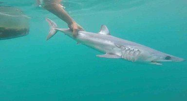 Tatilcileri rahatlatan açıklama: "Türkiye'deki denizler, köpek balığı riski açısından çok güvenli"