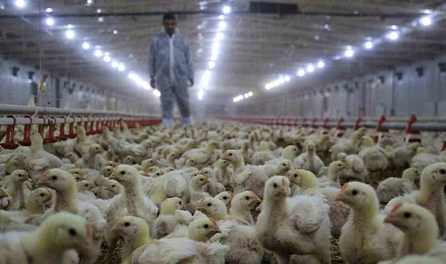 Tavuk eti üretimi aylık yüzde 2,6 arttı