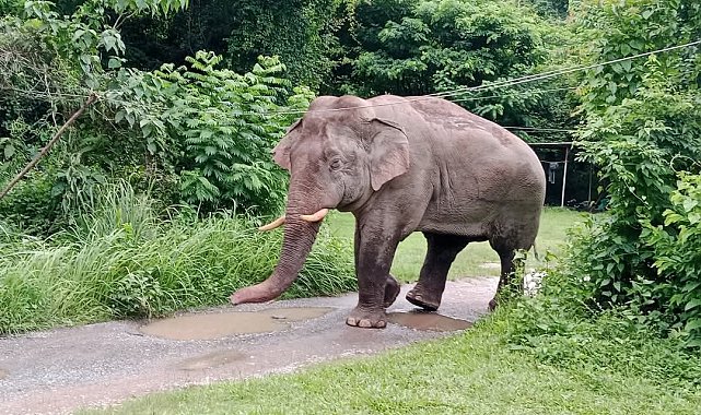 Tayland'da market sahibi, atıştırmalıkları yiyen fili sapanla kovaladı