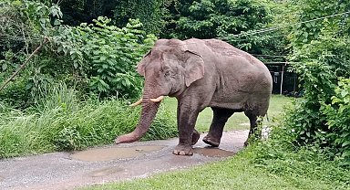 Tayland'da market sahibi, atıştırmalıkları yiyen fili sapanla kovaladı
