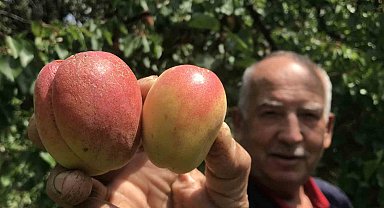 Tazesi 100 kurusu bin lira