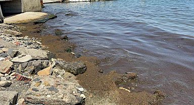Tekirdağ Sahili'nde kırmızı yosun yoğunluğu dikkat çekti