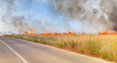 Tekirdağ'da 250 dönüm buğday yandı
