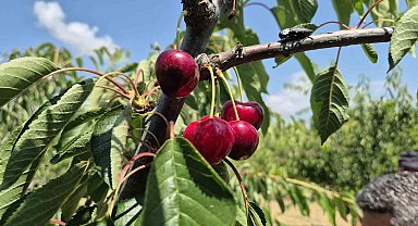Tekirdağ'da bahçede kiraz 130 ile 250 TL arasında