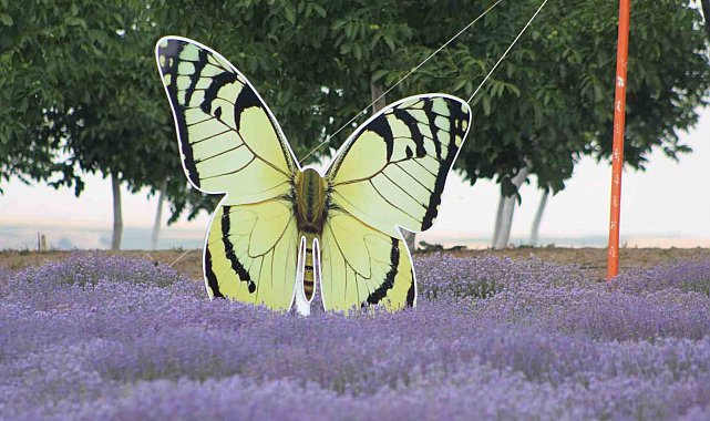 Tekirdağ'da lavanta tarlaları görsel şöleniyle büyülüyor