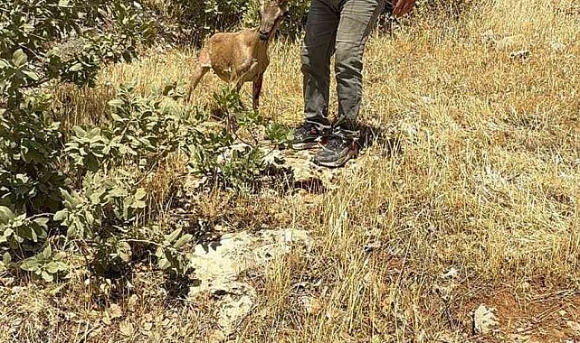 Tel örgülere takılan dağ keçisi kurtarıldı