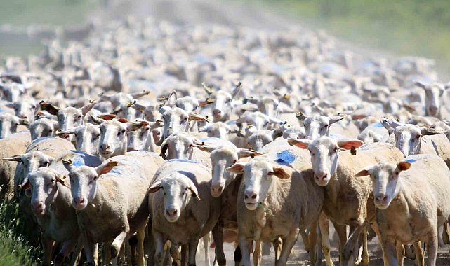 TİGEM Karacabey, hem üreticiye hem ekonomiye katkı sunuyor