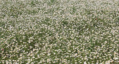 TİGEM'in meraları papatya tarlasına dönüştü