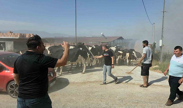 Tire'de makilik alandaki yangın köye sıçradı, bazı evler ve damlar küle döndü