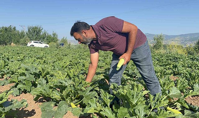 Tokat'ta meyveleri don vurdu, çiftçi ilk mahsulü öşür niyetine dağıttı