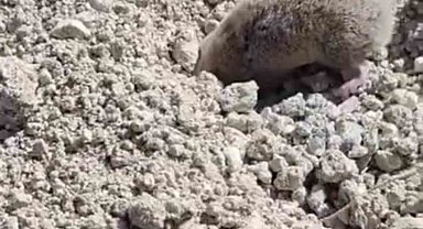 Toprağı eşeleyip ortadan kayboldu