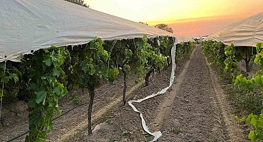 Traktör yolunu şaşırdı, üzüm bağına zarar verdi
