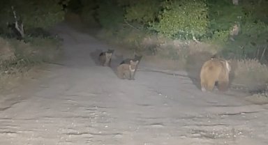 Tunceli'de anne ayı ve 2 yavrusu yiyecek ararken görüldü