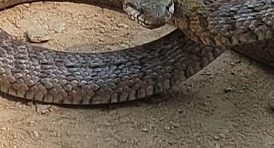 Tunceli'de Kafkas yılanı kameraya saldırdı