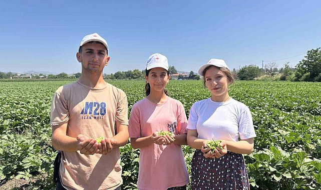 Türkiye'nin bamya üretim merkezinde hasat başladı