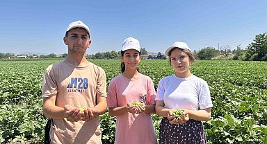 Türkiye'nin bamya üretim merkezinde hasat başladı