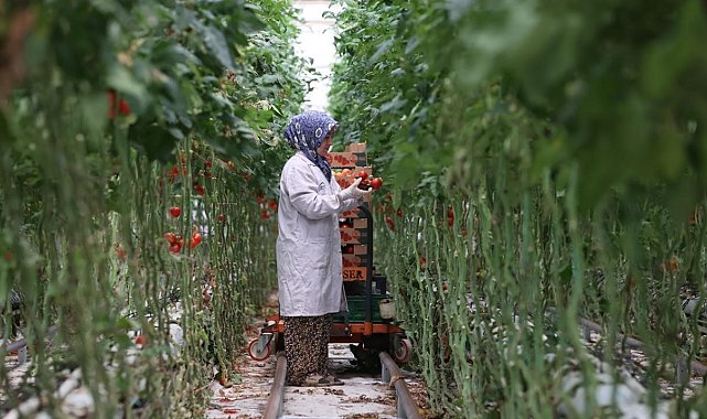 Türkiye'nin jeotermal sera alanı yüzde bin 500 büyüyebilir