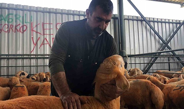 Turuncu renkli Sivas Kangal kuzuları hem renkleri hem de lezzetleriyle dikkat çekiyor