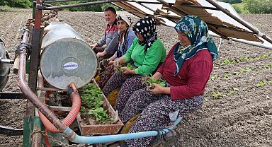 Tütün fideleri toprakla buluşmaya başladı